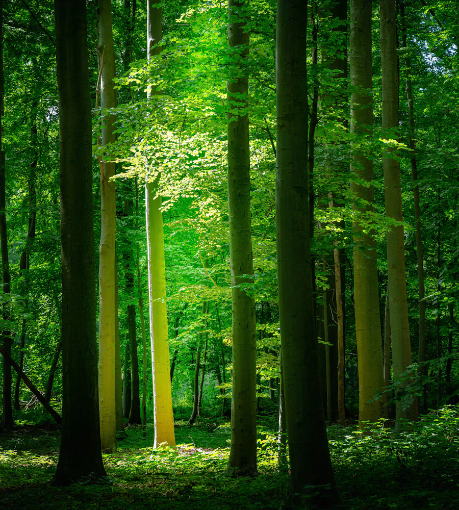 Sunlight through a lush green forest canopy